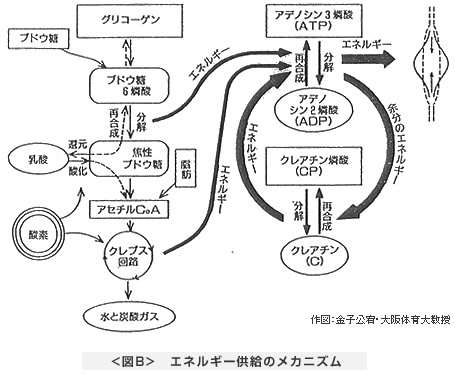 ＜図B＞　エネルギー供給のメカニズム