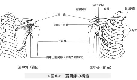 肩関節の構造