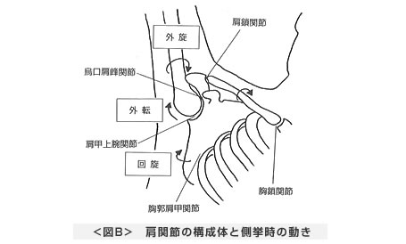 肩関節の構成体と側挙時の動き