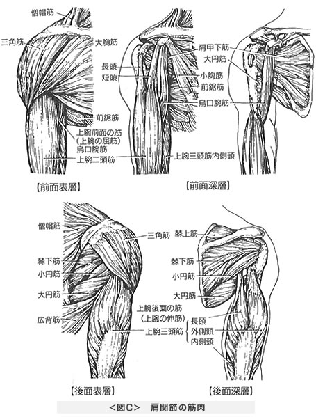 肩関節の筋肉