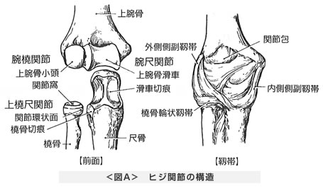 ヒジ関節の構造