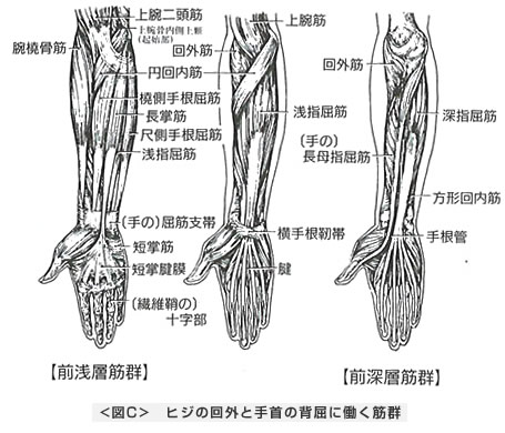 ヒジの回内と手首の掌屈に働く筋群