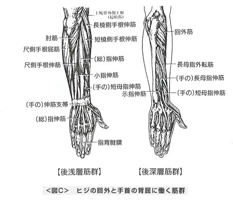 ヒジの回内と手首の背屈に働く筋群