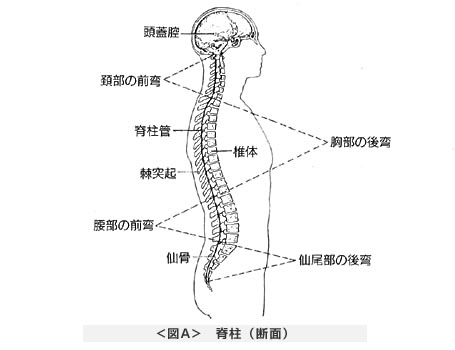 「脊柱 前弯 後弯」の画像検索結果