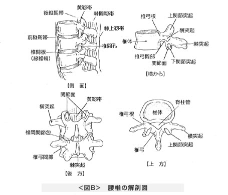 腰椎の解剖図