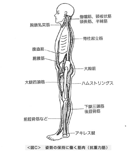 姿勢の保持に働く筋肉（抗重力筋）