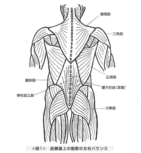 前額面上の筋群の左右バランス