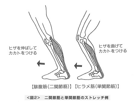 二関節筋と単関節筋のストレッチ例