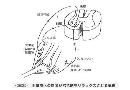 主働筋への刺激が拮抗筋をリラックスさせる構造