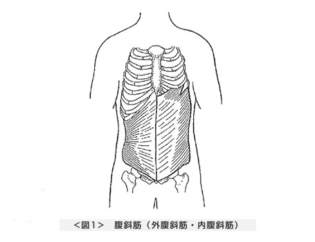 腹斜筋（外腹斜筋・内腹斜筋）