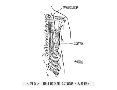 脊柱起立筋（広背筋・大殿筋）