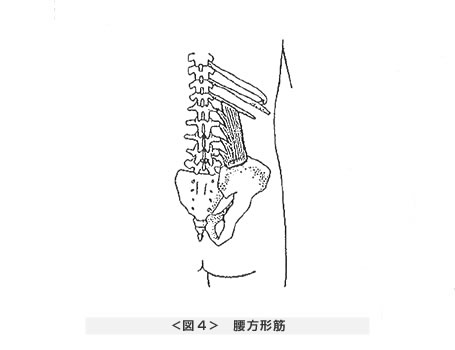 腰方形筋