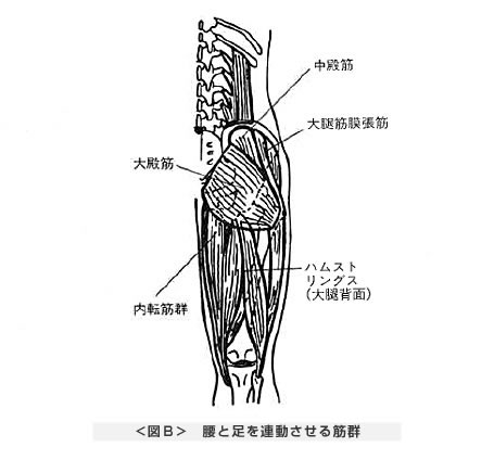 腰と足を連動させる筋群