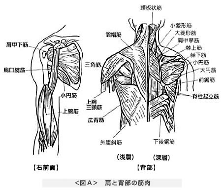 肩と背部の筋肉