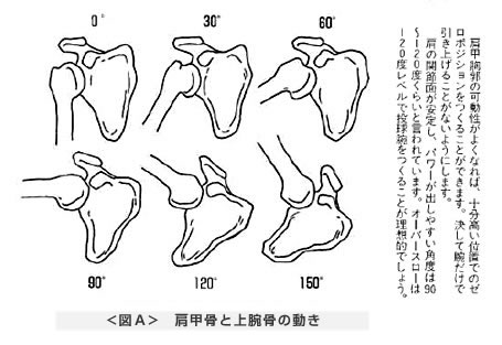 肩甲骨と上腕骨の動き